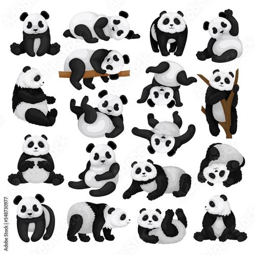 Black and White Panda Bear or Giant Panda with Patches Around its Eyes and Ears in Different Pose Big Vector Set