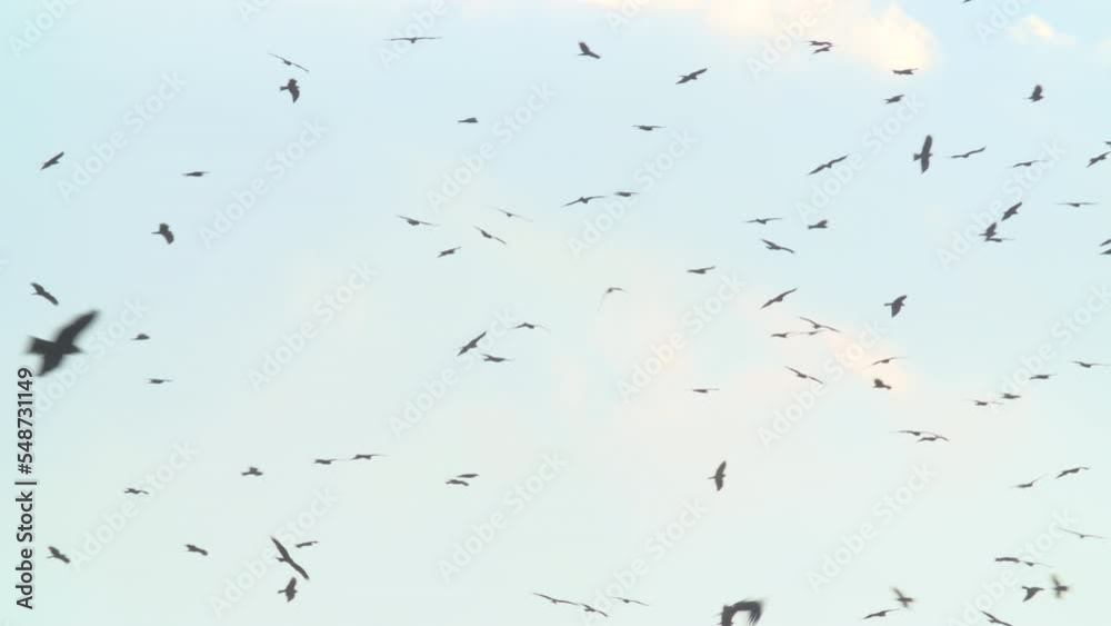 Black Kites wintering in Israel Soaring in a blue sky with clouds Black Kites wintering in Israel Soaring in a blue sky with clouds