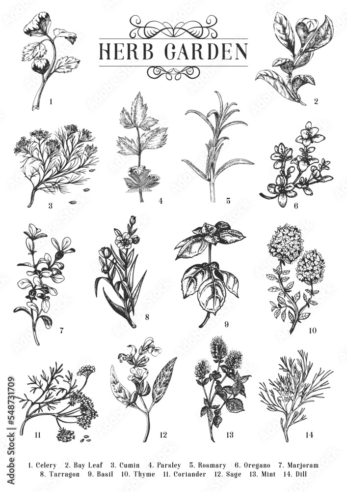 Herb Drawing Images – Browse 865,126 Stock Photos, Vectors, and Video |  Adobe Stock
