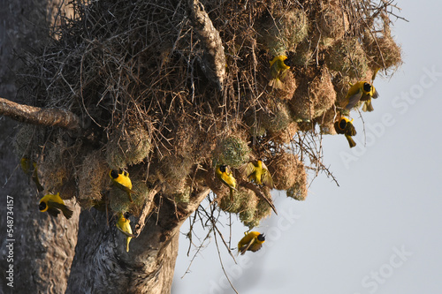 Colony of Lesser Masked Weavers (Ploceus intermedius) photo
