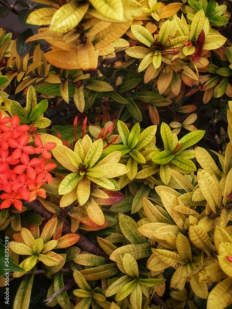 Obraz premium flowers background