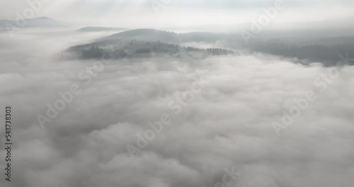 Wallpaper Mural Aerial drone footage of misty fog blowing over pine tree forest on a beautiful morning. Aerial footage of spruce forest trees on the mountain hills. Copy space natural background.  Torontodigital.ca