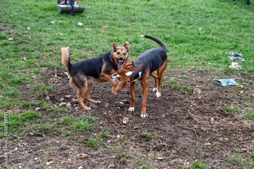 Konstfotografi Angry dogs fighting in park.