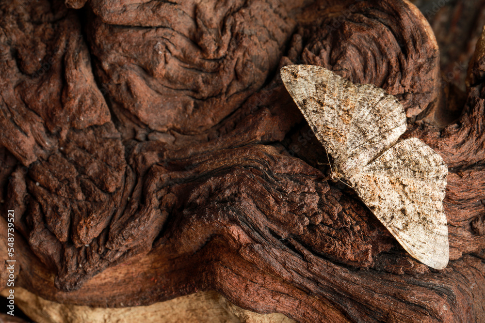 Alcis repandata moth on wooden textured background, top view. Space for text Alcis repandata moth on wooden textured background, top view. Space for text