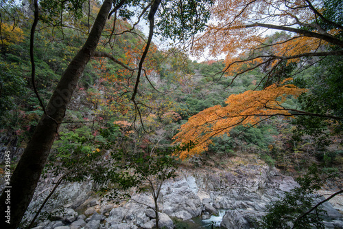 紅葉と渓谷の綺麗な秋の長門峡 山口県