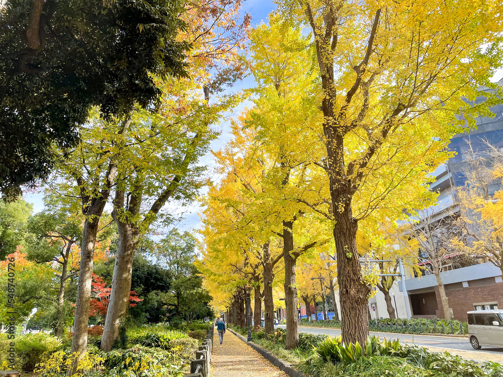 横浜市山下公園周辺のイチョウの並木道
横浜市山下公園周辺のイチョウの並木道