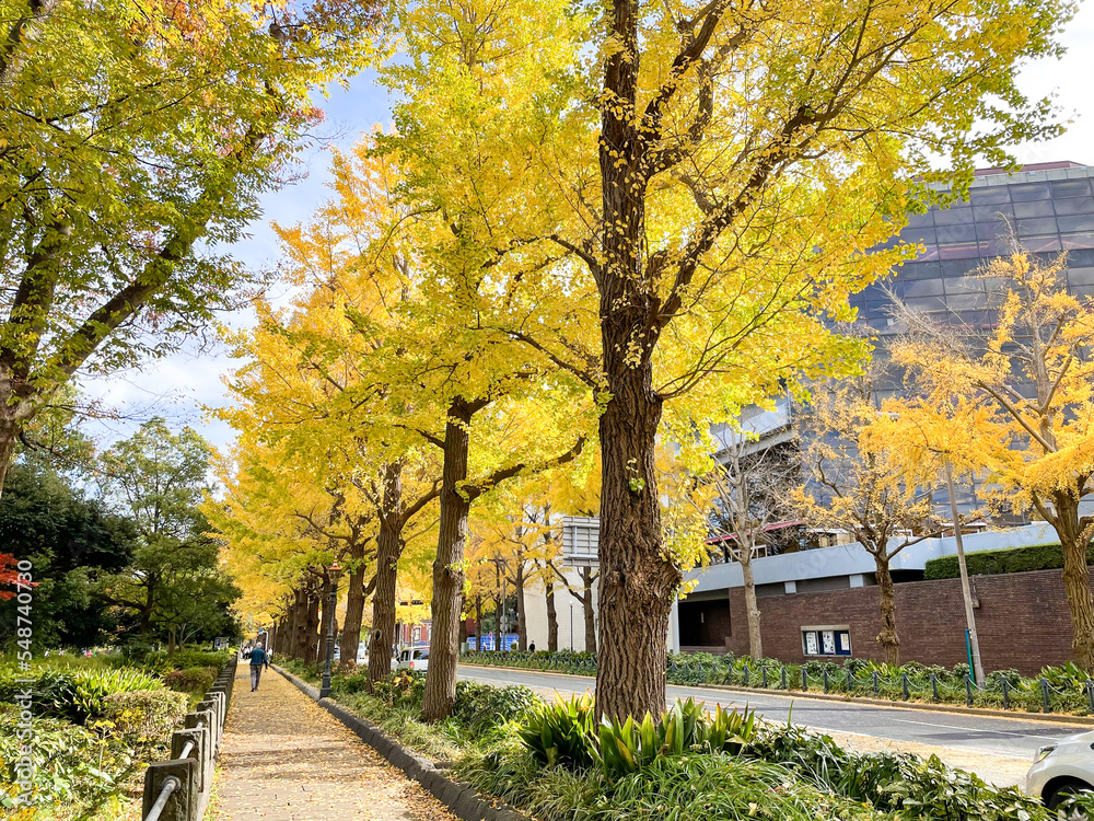 横浜市山下公園周辺のイチョウの並木道
横浜市山下公園周辺のイチョウの並木道