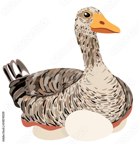 Vector illustration of goose sitting on eggs isolated on light background.