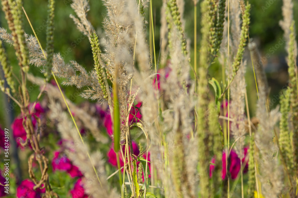 Meadow grass. Surrounding nature outside the city