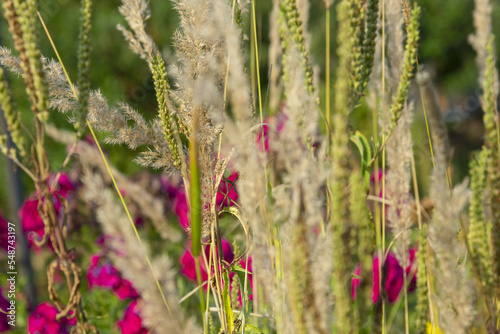 Obraz na płótnie Meadow grass. Surrounding nature outside the city w salonie