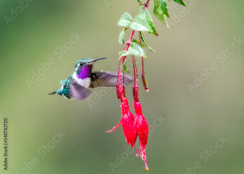 White-bellied Woodstar, hummingbird, ecuadorian bird