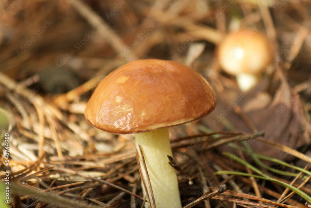 mushroom in the forest mushroom in the forest