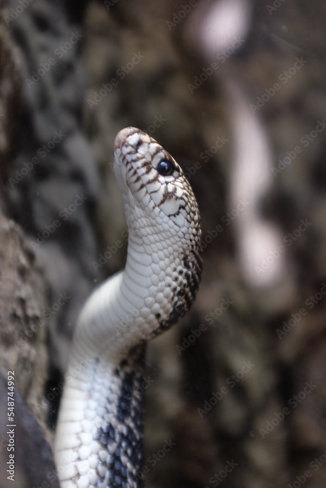 Fototapeta premium Snake rising up to vertical