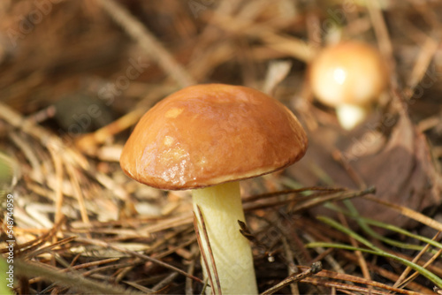 mushroom in the forest