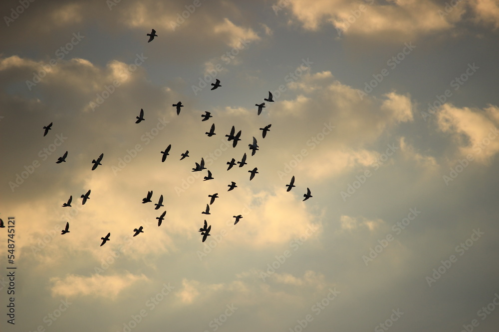 Obraz premium Birds at sunset