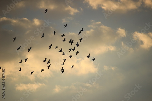Birds at sunset © Rani