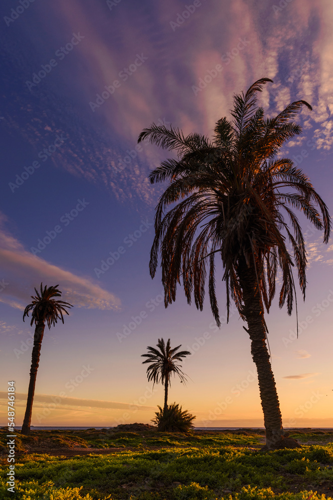 Beautiful sunset with palm trees at Castillo del Romeral, Gran Canary, Canay Islands, Spain