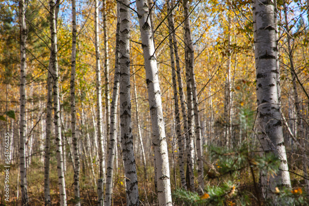Fototapeta premium Yellow leaves on a birch tree in autumn.