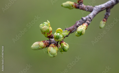 Closed flowers in buds on a cherry tree in spring.