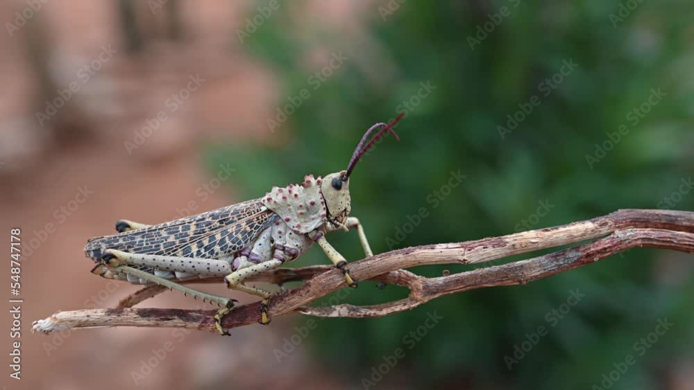 giant grasshopper in Zimbabwe, Africa giant grasshopper in Zimbabwe, Africa