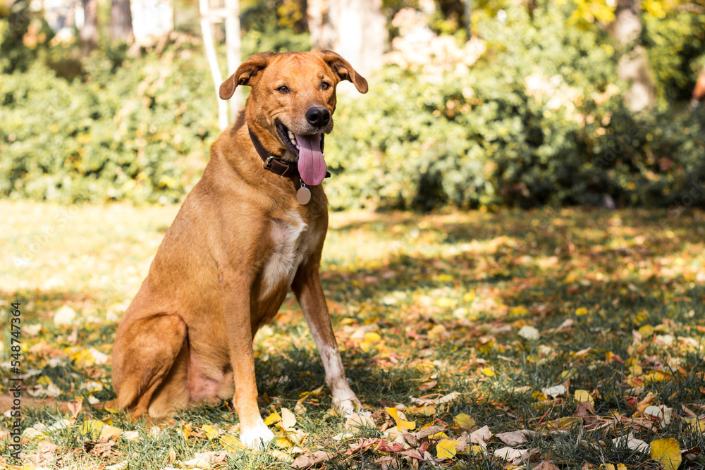 Cute playful dog in fall colored leaves Cute playful dog in fall colored leaves