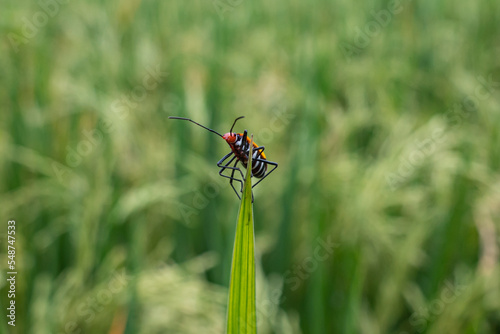 Mr pucung or bok bok cong is a species of true ladybug in the family Pyrrhocoridae. Mr. pucung is a pest for cotton plants