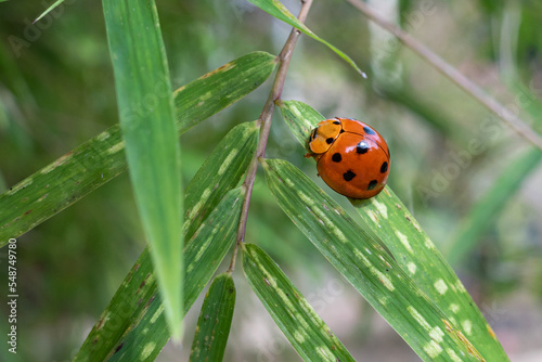 ladybug perched on a leaf