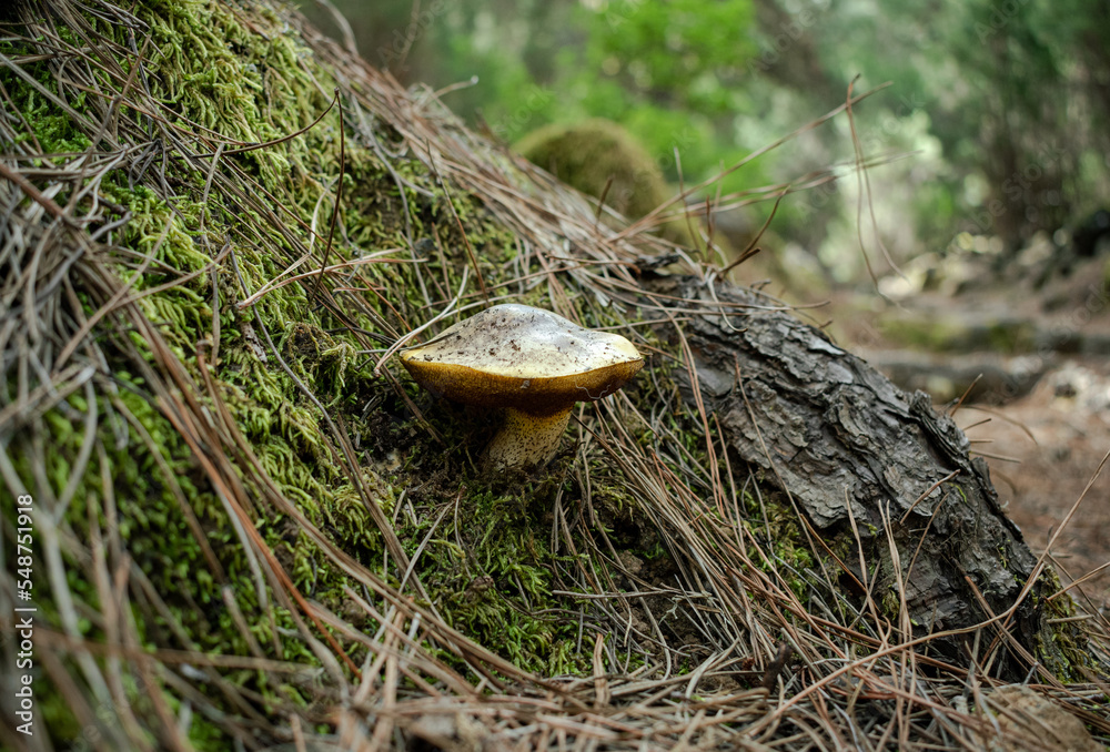 Roadside mushrooms on a mossy log in autumn.