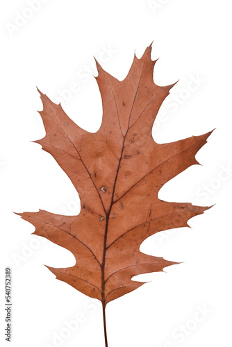 Autumn red oak leaf. Northern Red Oak, Quercus rubra tree leaf isolated on a white background. Autumn composition. Brown dry autumn leaves. Botanical educational concept
