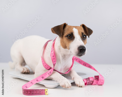 Dog jack russell terrier stands on a scale with a measuring tape. 