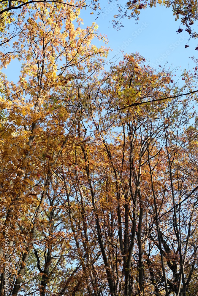 MOUNTAIN ASH BRANCHES IN THE AUTUMN FOREST ON A SUNNY DAY MOUNTAIN ASH BRANCHES IN THE AUTUMN FOREST ON A SUNNY DAY