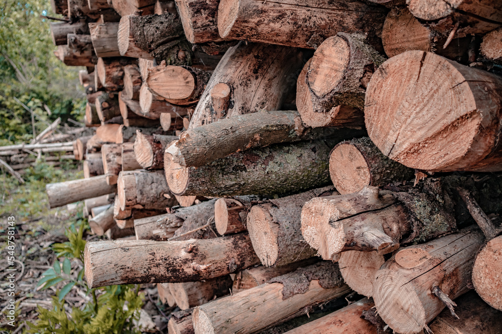 Naklejka premium A pile of wood from trees freshly chopped. 