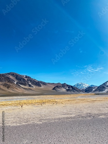 Vicunas (Vicugna vicugna) at the Seismiles Route in Catamarca, Argentina