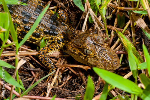 Jacaré-de-papo-amarelo (Caiman latirostris) | Broad-snouted caiman