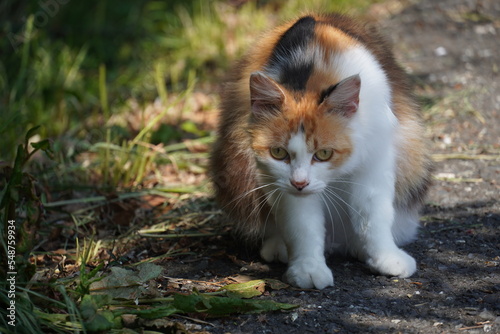 《宮城県》こちらを強い眼差しで見つめる猫 © 浩紀 針谷