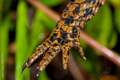 Jacaré-de-papo-amarelo (Caiman latirostris) | Broad-snouted caiman