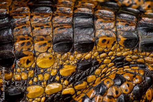 Jacaré-de-papo-amarelo (Caiman latirostris) | Broad-snouted caiman