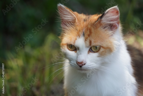 《宮城県》何かを見つめる猫