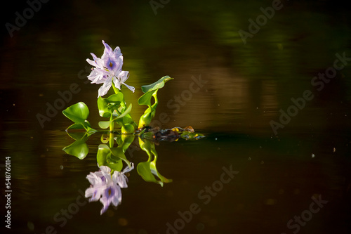 Aguapé (Pontederia crassipes) | Water Hyacinth photo