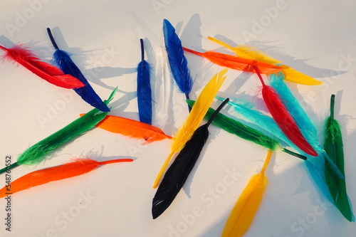 Red, Blue, Green, Yellow, Black Feathers on White Paneling