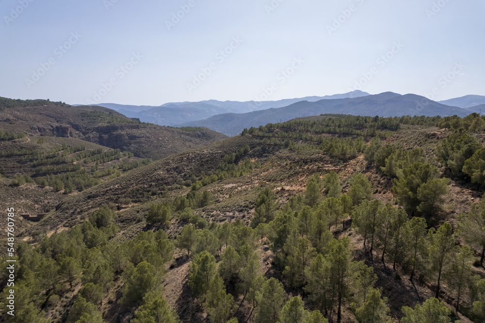 Pine forest in a mountainous area in the south of Spain