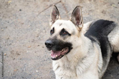 german shepherd dog