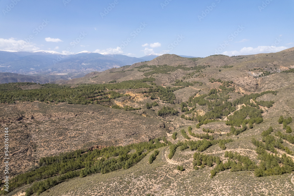 Pine forest in a mountainous area in the south of Spain