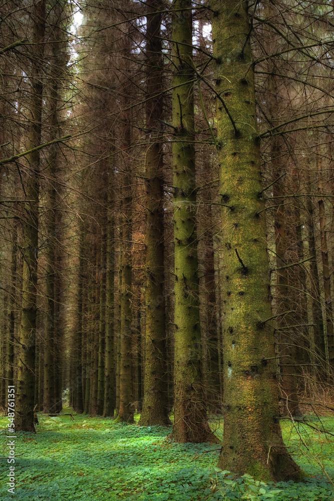 Fototapeta premium Forest, tree trunk and rainforest ecology for tropical agriculture sustainability, plants diversity and environment. Amazon, green energy and clean energy in nature landscape for fresh air or oxygen