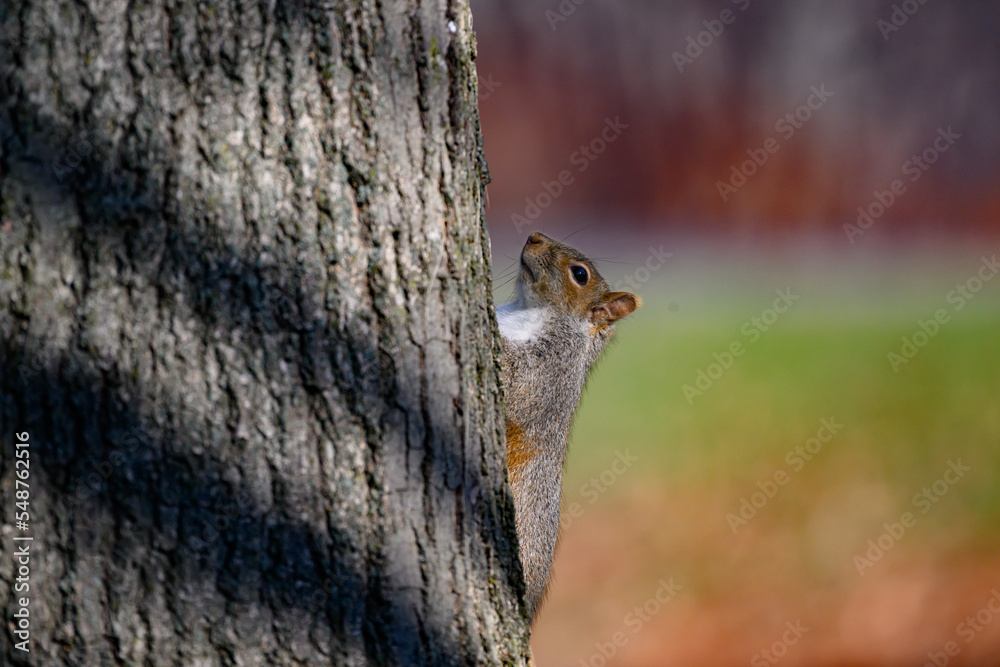 Squirrel at Otsiningo Park in Binghamton on a very nice Autumn day.  Squirrel on side of the tree looking up.  Fun in the Park in Upstate NY.