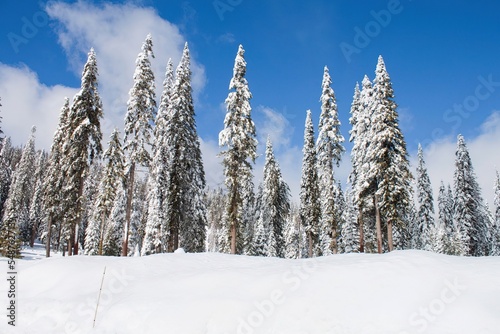 snow covered trees in the mountains © Marcus Grant