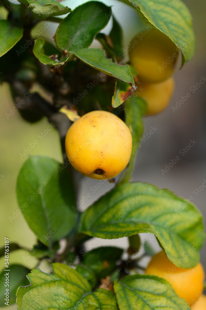 Crabapple Golden Hornet branch with fruit