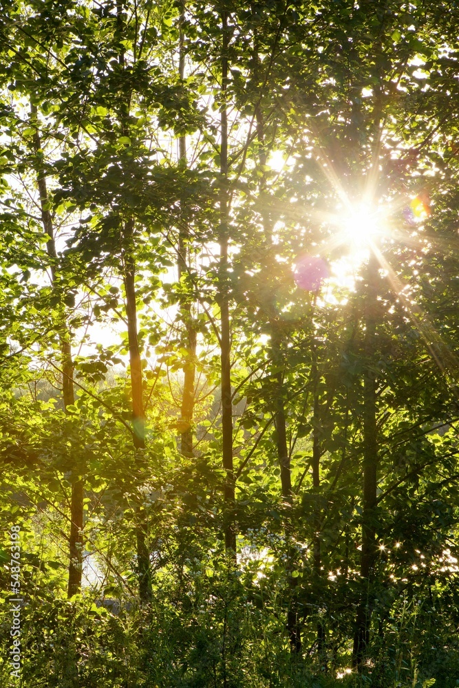 Trees in a forest, sanctified by the sun in the back Trees in a forest, sanctified by the sun in the back