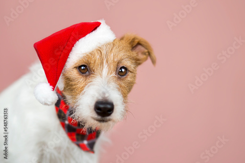 Cute funny happy christmas santa pet dog puppy. Holiday background, banner or christmas card with copy space.