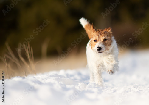 Cute playful happy small pet dog walking, running in the winter snow